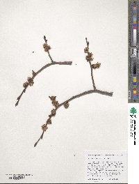 Ulmus davidiana image