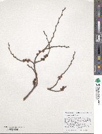 Ulmus szechuanica image