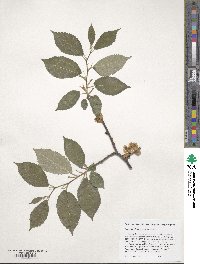 Ulmus davidiana image