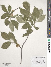 Ulmus prunifolia image