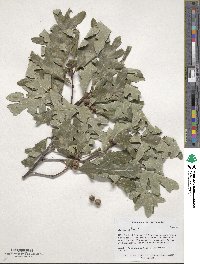 Quercus alba image