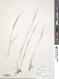 Aegilops cylindrica image