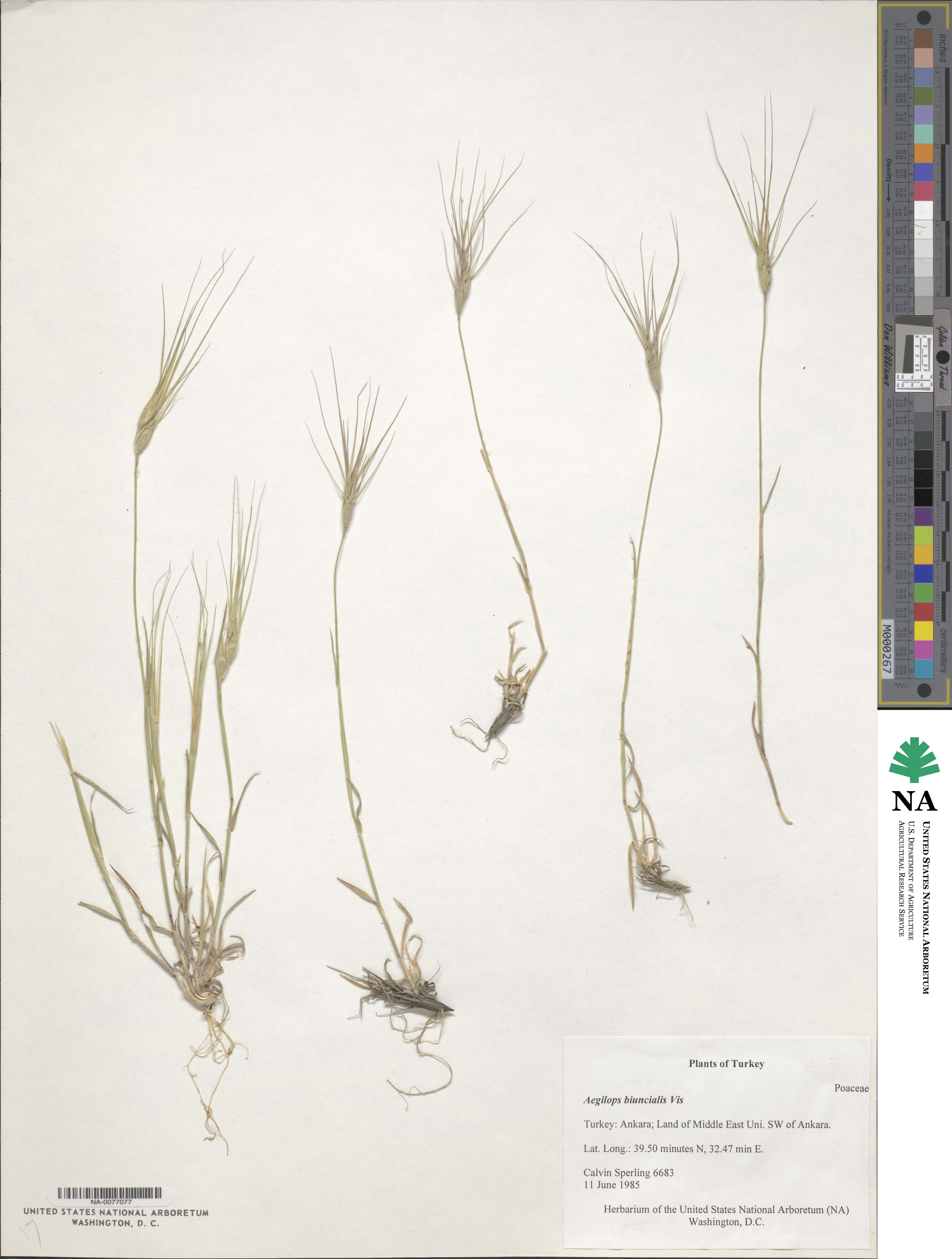 Aegilops biuncialis image