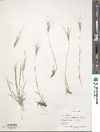 Aegilops biuncialis image