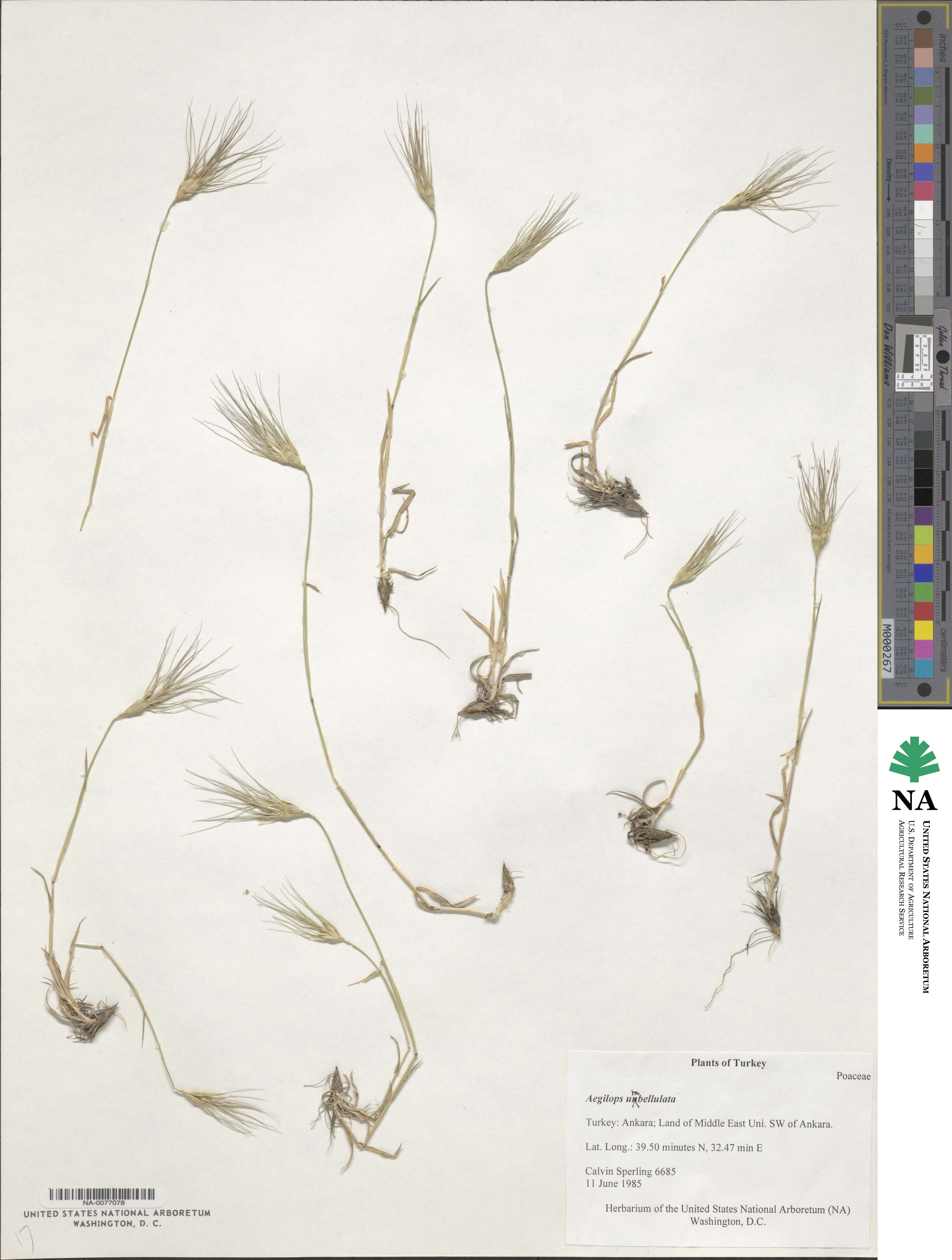 Aegilops umbellulata image