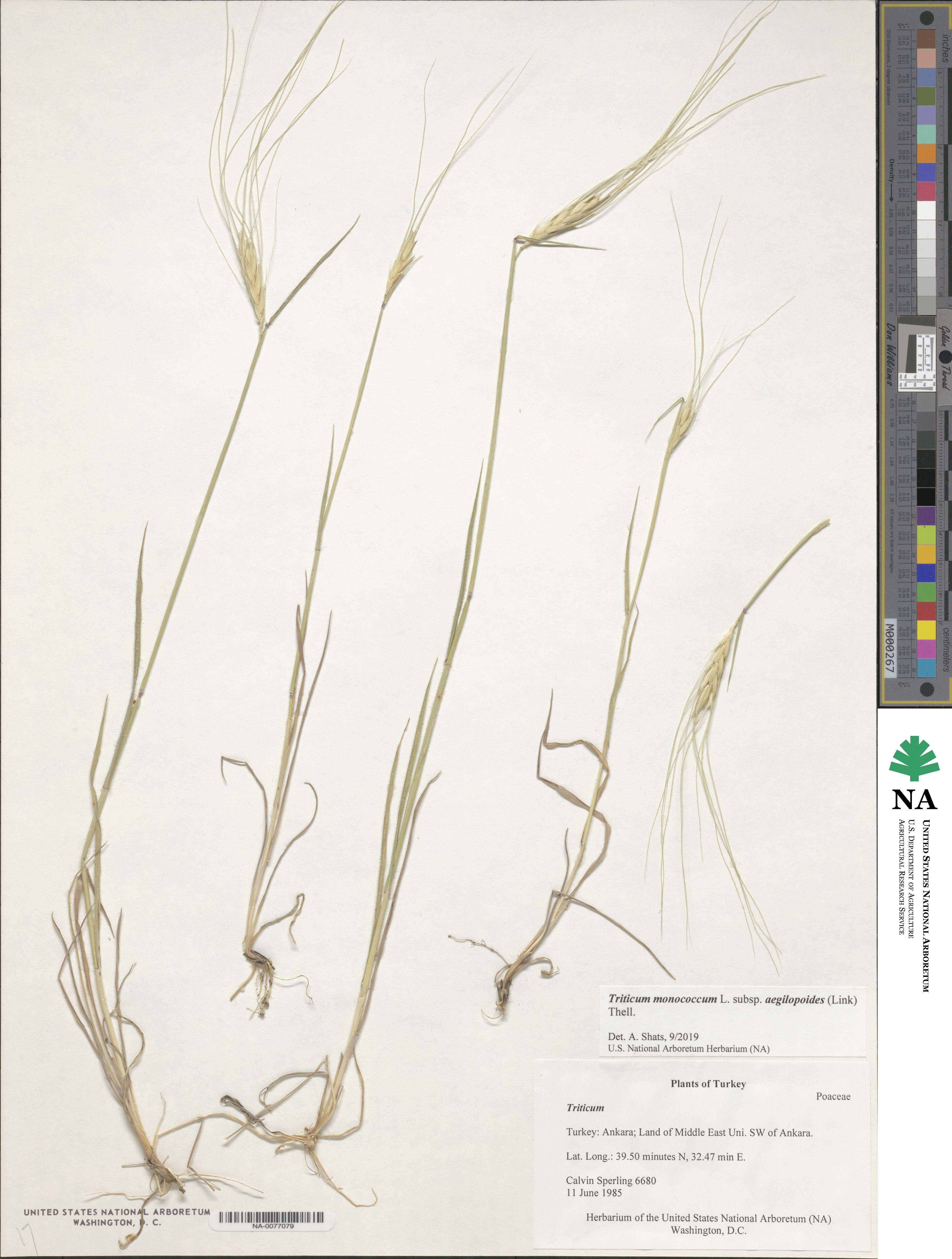 Triticum monococcum subsp. aegilopoides image