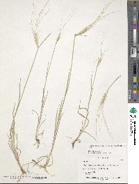 Triticum monococcum image