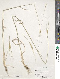 Triticum monococcum subsp. aegilopoides image