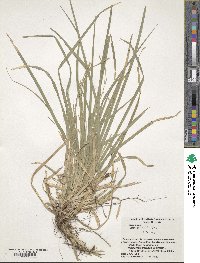 Carex dolichostachya subsp. dolichostachya image