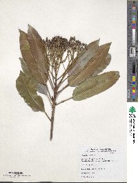 Photinia serratifolia image