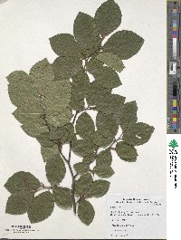 Fagus sylvatica image