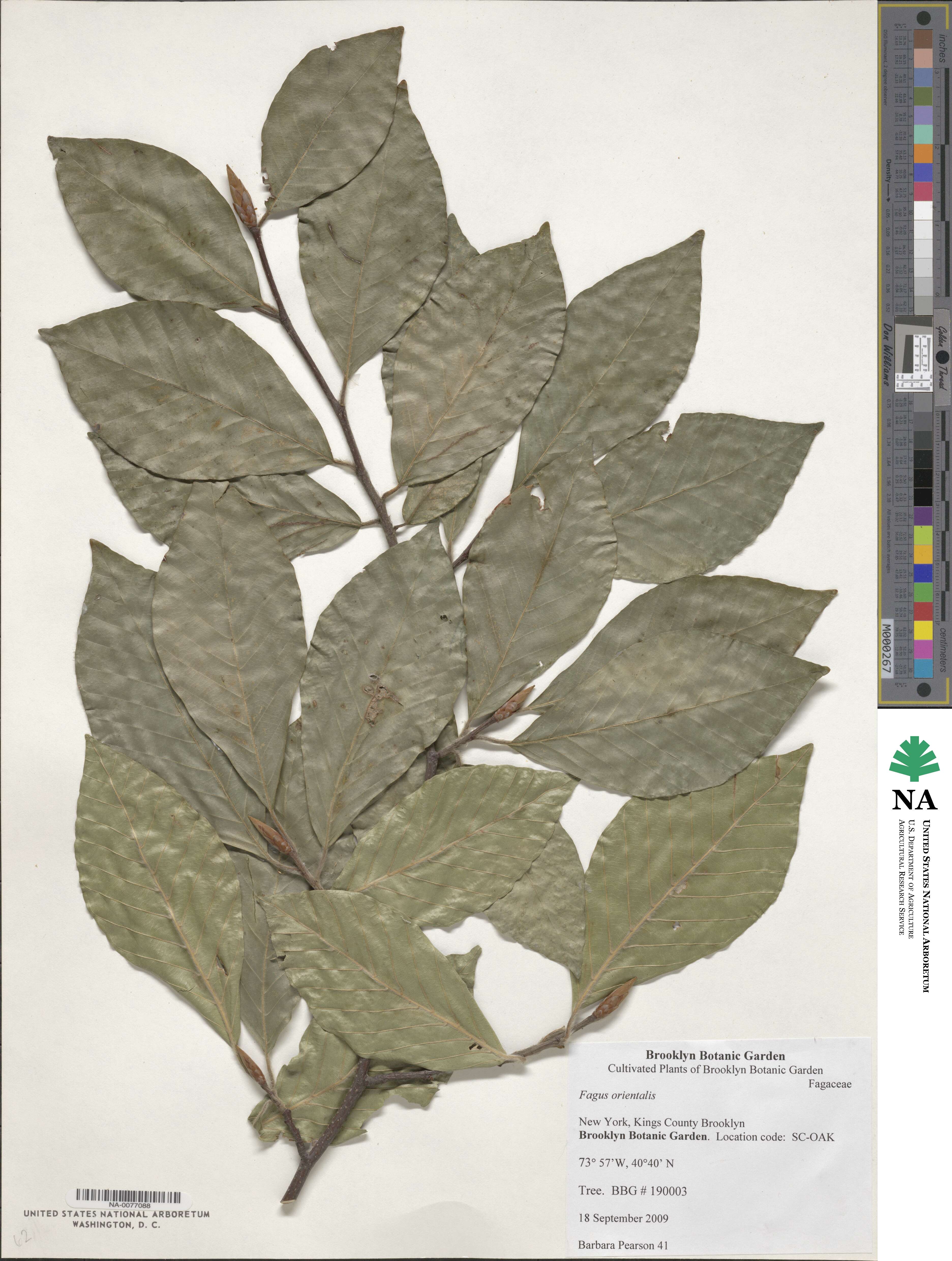 Fagus orientalis image