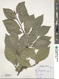 Fagus orientalis image