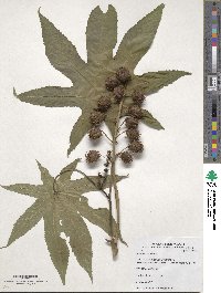 Ricinus communis image