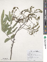 Styphnolobium japonicum image