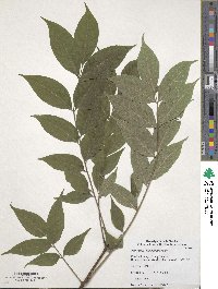 Phellodendron amurense var. lavallei image