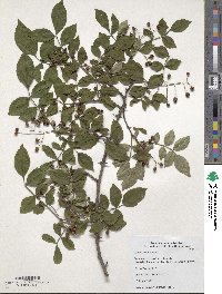 Zanthoxylum simulans image