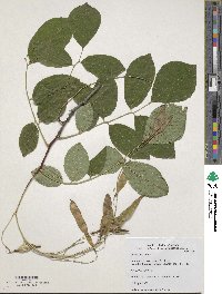 Cladrastis kentukea image