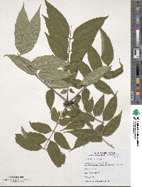 Toona sinensis image