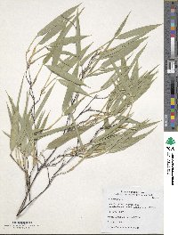 Phyllostachys nigra image