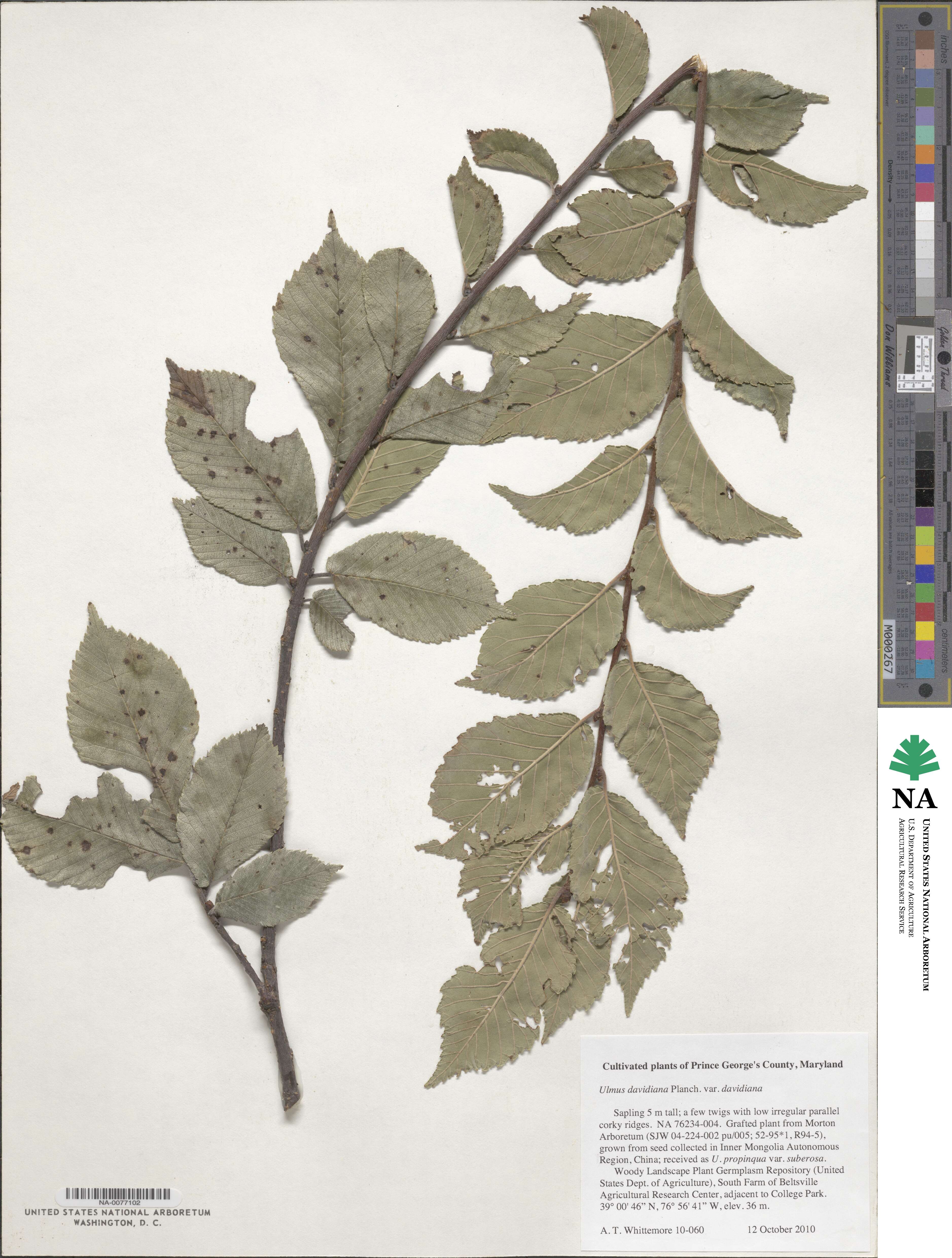 Ulmus davidiana image