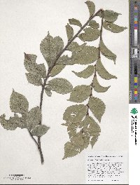 Ulmus davidiana image