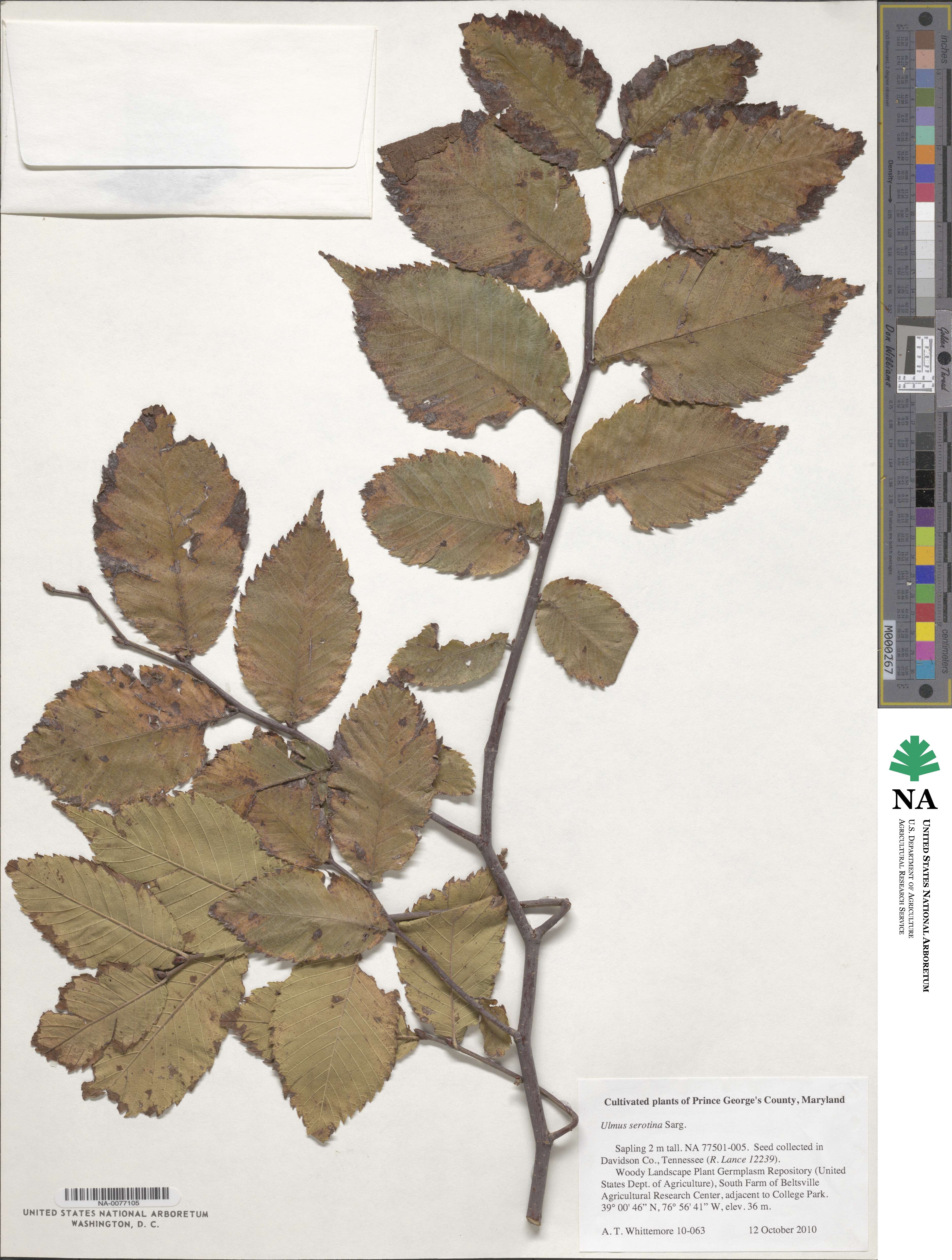 Ulmus serotina image