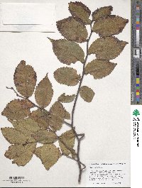 Ulmus serotina image