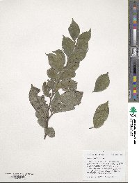 Ulmus szechuanica image