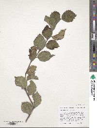 Ulmus harbinensis image