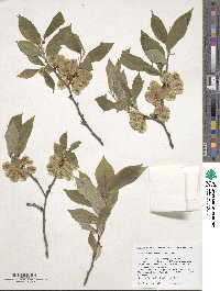 Ulmus davidiana image