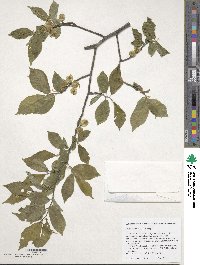 Ulmus szechuanica image