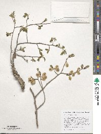 Ulmus szechuanica image