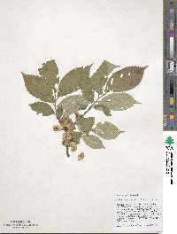 Ulmus prunifolia image