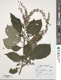 Clethra barbinervis image