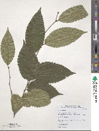 Zelkova serrata image