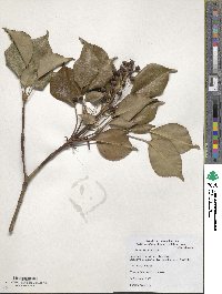 Trochodendron aralioides image