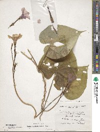 Ipomoea muricata image