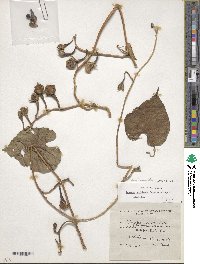 Ipomoea muricata image