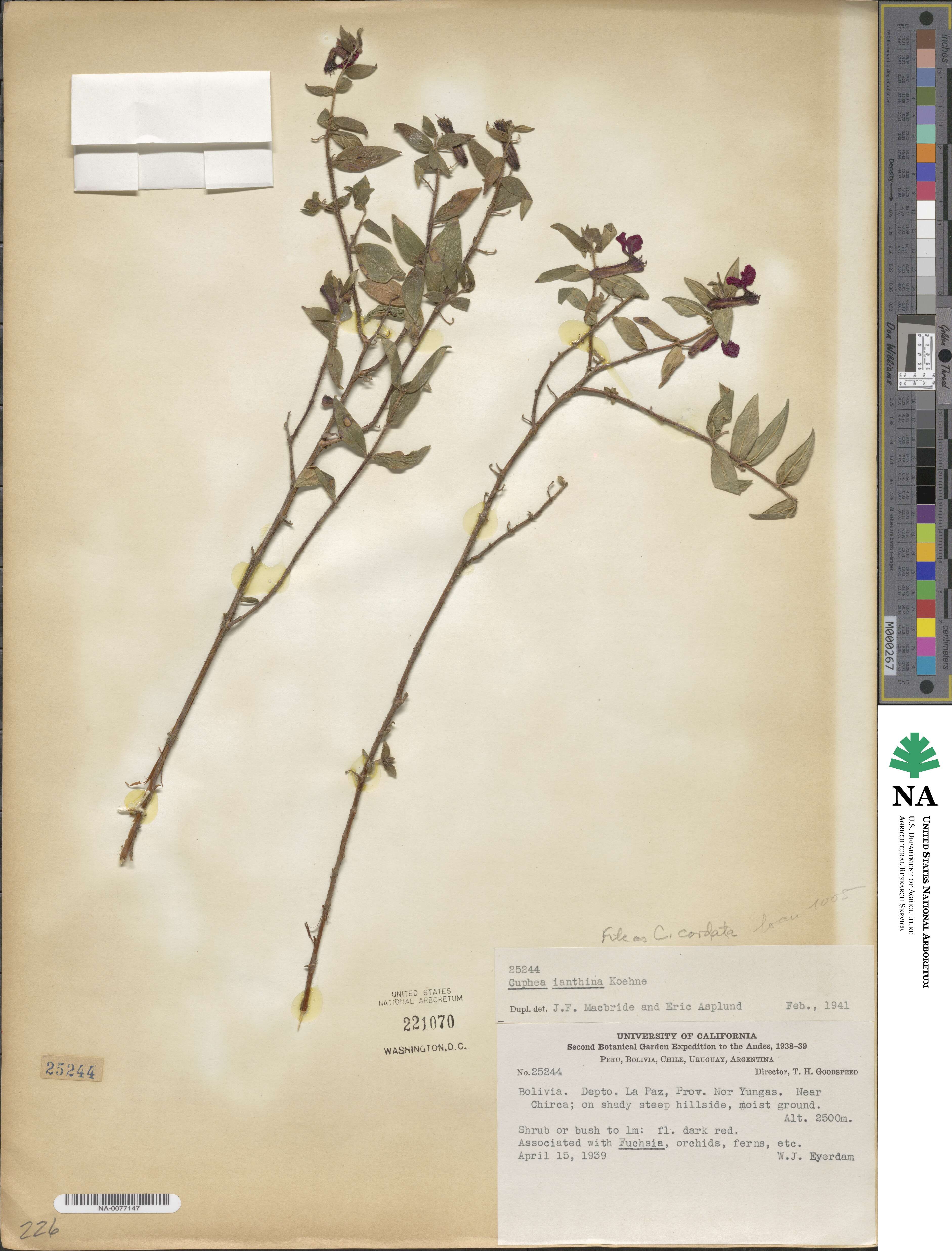 Cuphea cordata image
