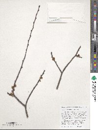 Ulmus davidiana image