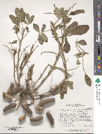 Arachis hypogaea image