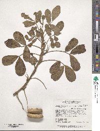 Arachis hypogaea image