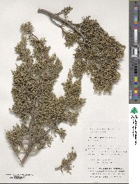 Image of Juniperus pinchotii