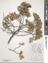 Chamaecyparis thyoides image