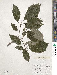 Quercus muehlenbergii image