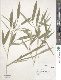 Phyllostachys aureosulcata image