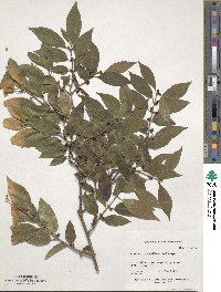 Lonicera maackii image