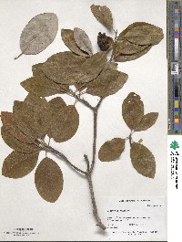 Magnolia virginiana image
