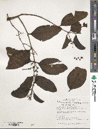 Passovia pyrifolia image